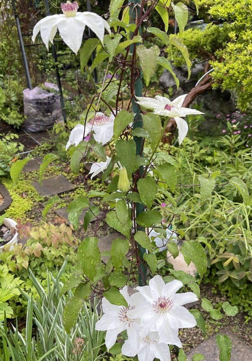 Amazon.co.jp: 山野草 種 クレマチスの仲間 白花 採れたて20粒